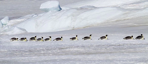 Antarctica, Snow Hill. Emperor penguins return to the rookery scooting over the ice