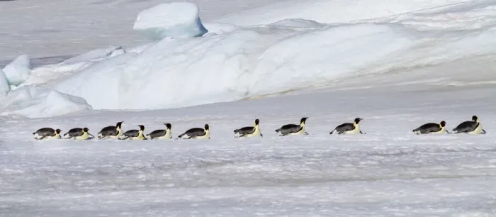 Framed Print : Antarctica, Snow Hill. Emperor penguins return to the rookery scooting over the ice Framed Print : Antarctica, Snow Hill. Emperor penguins return to the rookery scooting over the ice