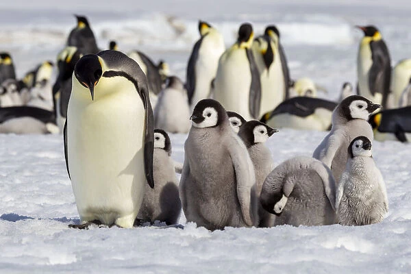 Antarctica, Snow Hill. A group of emperor penguin chicks huddle near