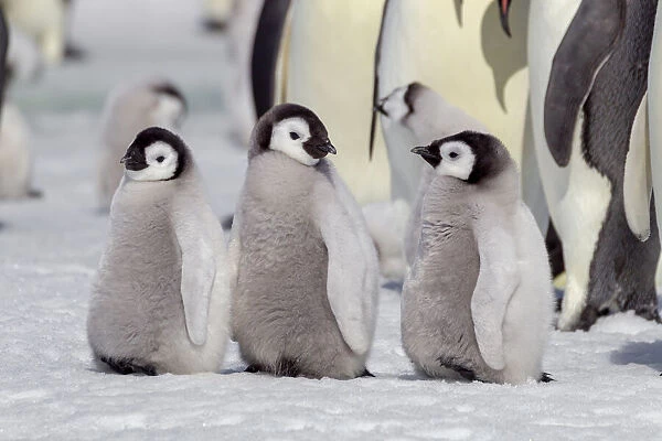 Antarctica, Snow Hill. A group of emperor penguin chicks stand together waiting for their