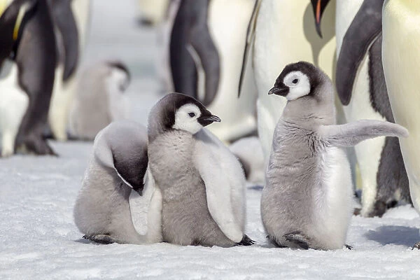 Antarctica, Snow Hill. A group of emperor penguin chicks stand together waiting for their