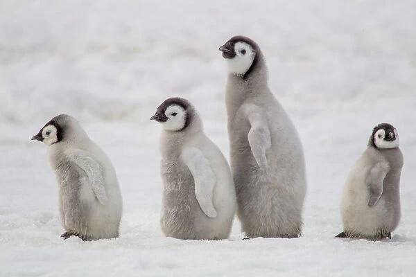Antarctica, Snow Hill. A group of emperor penguin chicks move from one area of