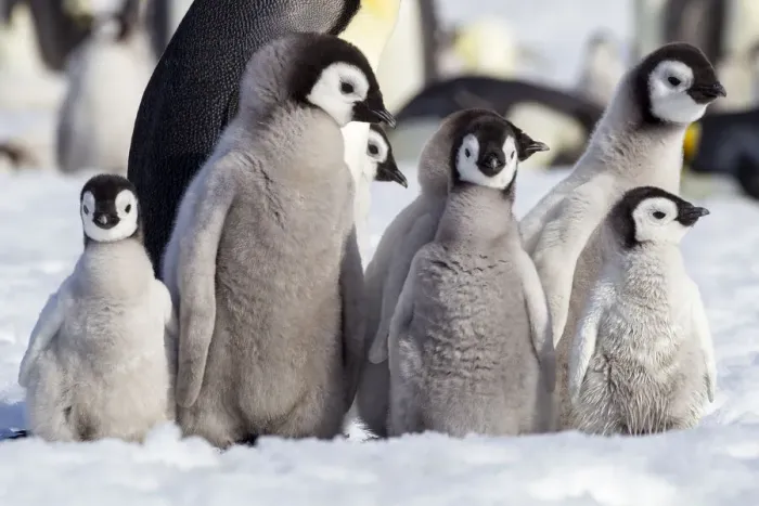 Framed Print : Antarctica, Snow Hill. A group of emperor penguin chicks huddle together which emphasizes