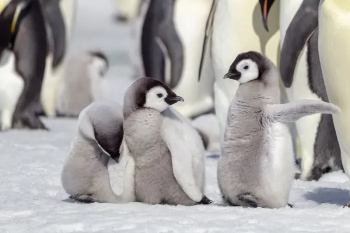 Framed Print : Antarctica, Snow Hill. A group of emperor penguin chicks stand together waiting for their