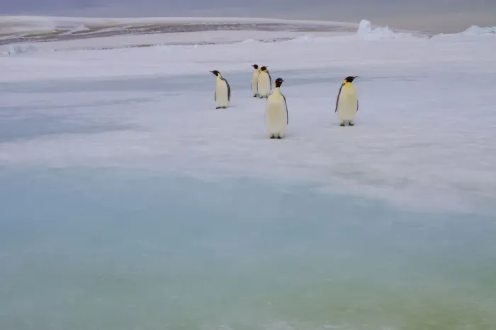 Framed Print : Antarctica, Snow Hill. A group of emperor penguins pause on their way to the sea