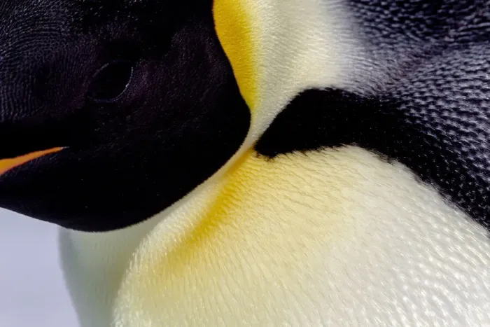 Framed Print : Antarctica, Snow Hill. Headshot of an emperor penguin adult showing the beautiful yellow
