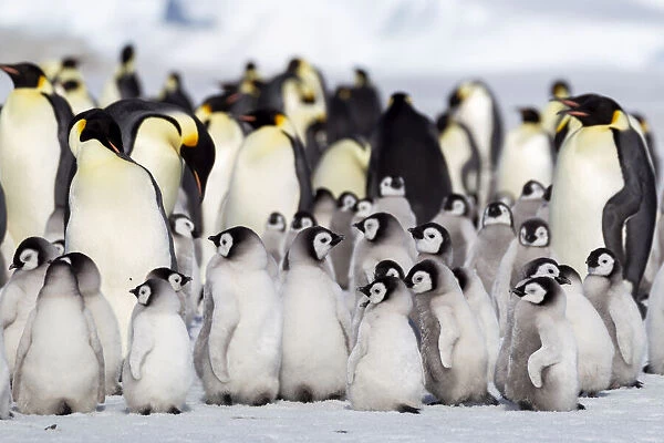 Antarctica, Snow Hill. A large number of chicks huddle together at the edge of