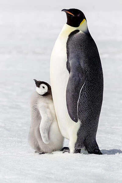 Antarctica, Snow Hill. Portrait of an adult with its chick