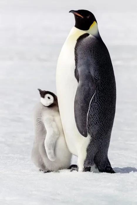 Framed Print : Antarctica, Snow Hill. Portrait of an adult with its chick