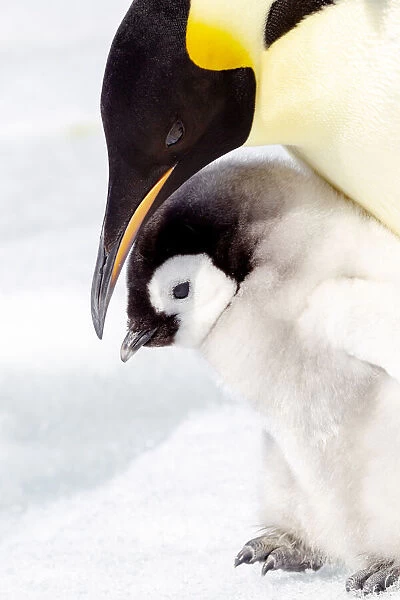 Antarctica, Snow Hill. Portrait of an emperor penguin chick standing next to its parent