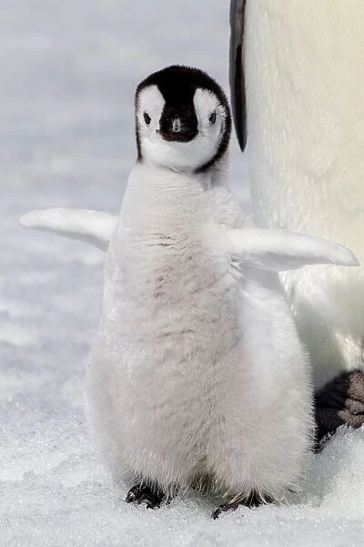 Antarctica, Snow Hill. Portrait of an emperor penguin chick flapping its wings