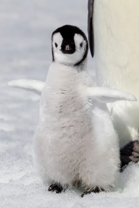 Framed Print : Antarctica, Snow Hill. Portrait of an emperor penguin chick flapping its wings Framed Print : Antarctica, Snow Hill. Portrait of an emperor penguin chick flapping its wings