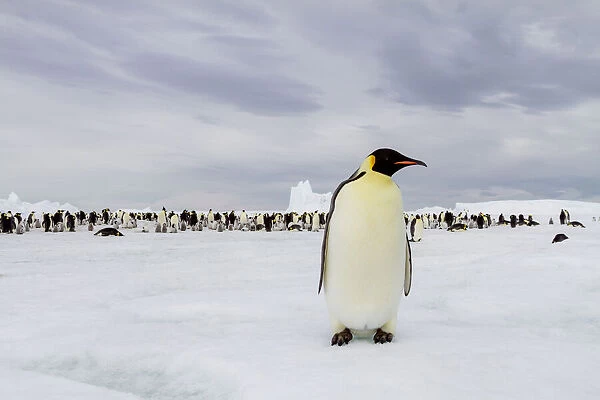 Antarctica, Snow Hill. A single adult emperor penguin stands in front of the colony