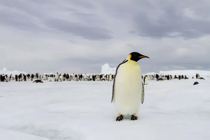Framed Print : Antarctica, Snow Hill. A single adult emperor penguin stands in front of the colony