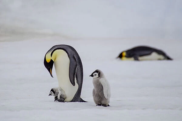 Antarctica, Snow Hill. A very small chick rides on its parent