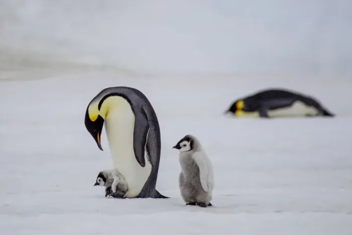 Framed Print : Antarctica, Snow Hill. A very small chick rides on its parent