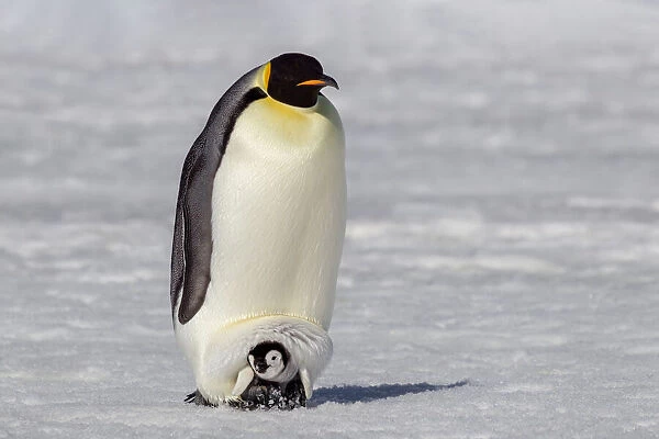 Antarctica, Snow Hill. A very small chick sits on its parents feet