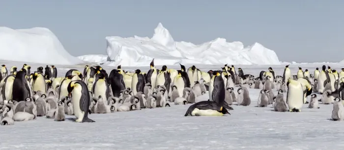 Framed Print : Antarctica, Snow Hill. View of the emperor penguin rookery against the icebergs caught in