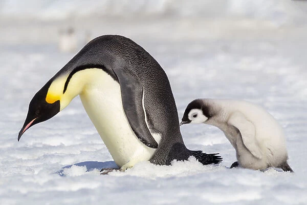 Antarctica, Snow Hill. A young chick trudges behind an adult emperor penguin