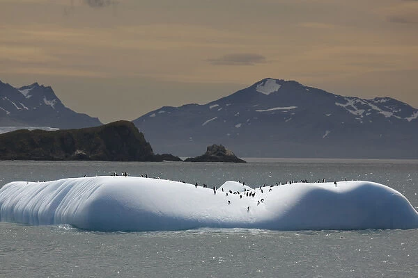 Antarctica, South Georgia. Chinstrap and gentoo penguins on iceberg