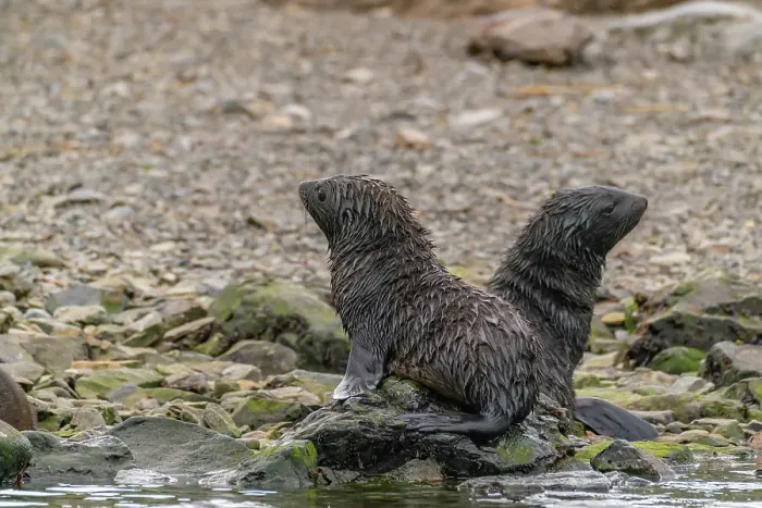 Framed Print : Antarctica, South Georgia. Close-up of fur seal pups. ©Cathy & Gordon Illg  /  Jaynes Gallery  /  DanitaDelimont.com