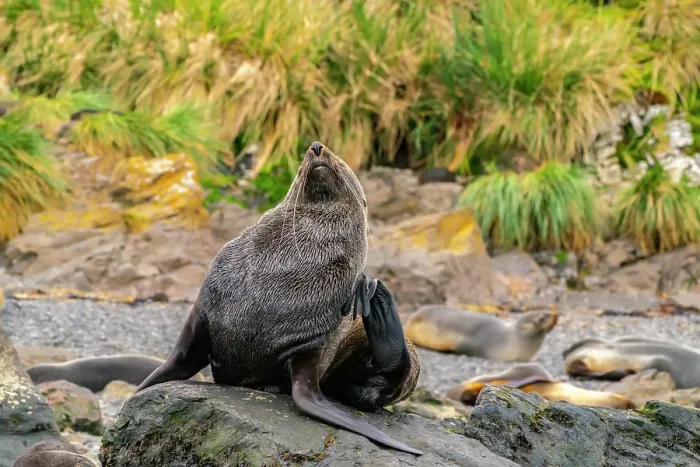 Framed Print : Antarctica, South Georgia. Close-up of fur seal scratching. ©Cathy & Gordon Illg / Jaynes Gallery / DanitaDelimont.com Framed Print : Antarctica, South Georgia. Close-up of fur seal scratching. ©Cathy & Gordon Illg / Jaynes Gallery / DanitaDelimont.com