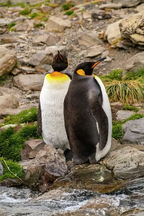 Framed Print : Antarctica, South Georgia. Close-up of king penguins next to stream. ©Cathy & Gordon Illg / Jaynes Gallery / DanitaDelimont.com Framed Print : Antarctica, South Georgia. Close-up of king penguins next to stream. ©Cathy & Gordon Illg / Jaynes Gallery / DanitaDelimont.com