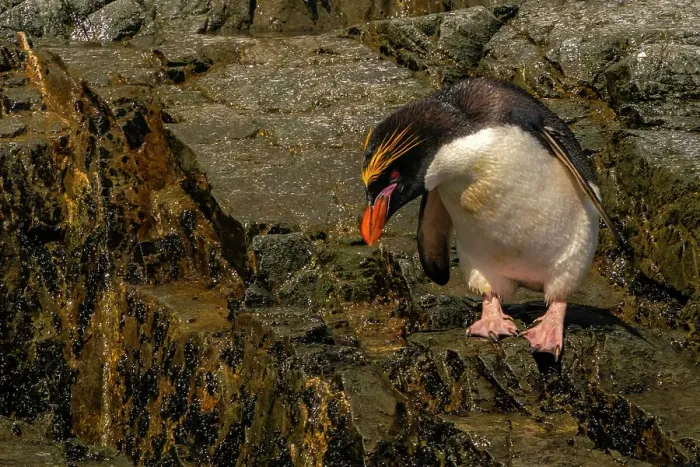 Framed Print : Antarctica, South Georgia. Close-up of macaroni penguin. ©Cathy & Gordon Illg / Jaynes Gallery / DanitaDelimont.com Framed Print : Antarctica, South Georgia. Close-up of macaroni penguin. ©Cathy & Gordon Illg / Jaynes Gallery / DanitaDelimont.com