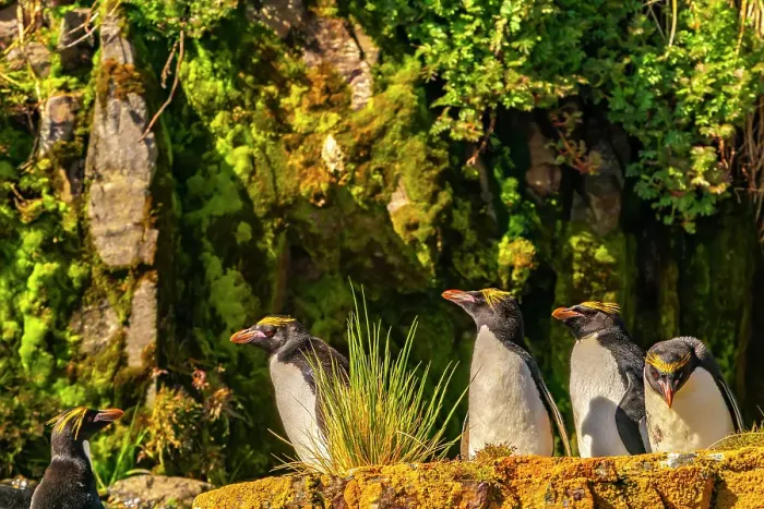 Framed Print : Antarctica, South Georgia. Close-up of macaroni penguins on cliff ledge. ©Cathy & Gordon Illg / Jaynes Gallery / DanitaDelimont.com Framed Print : Antarctica, South Georgia. Close-up of macaroni penguins on cliff ledge. ©Cathy & Gordon Illg / Jaynes Gallery / DanitaDelimont.com