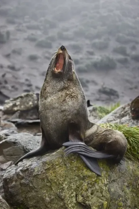 Framed Print : Antarctica, South Georgia, Elsehul Bay. Antarctic fur seal yawning Framed Print : Antarctica, South Georgia, Elsehul Bay. Antarctic fur seal yawning