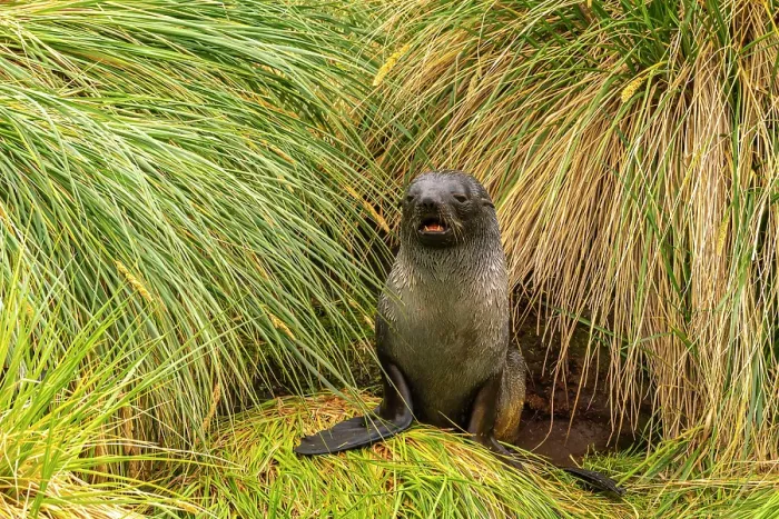 Framed Print : Antarctica, South Georgia. Fur seal pup in tussock grass. ©Cathy & Gordon Illg / Jaynes Gallery / DanitaDelimont.com Framed Print : Antarctica, South Georgia. Fur seal pup in tussock grass. ©Cathy & Gordon Illg / Jaynes Gallery / DanitaDelimont.com