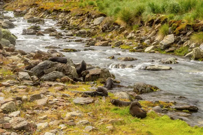 Framed Print : Antarctica, South Georgia. Fur seals along a stream. ©Cathy & Gordon Illg  /  Jaynes Gallery  /  DanitaDelimont.com
