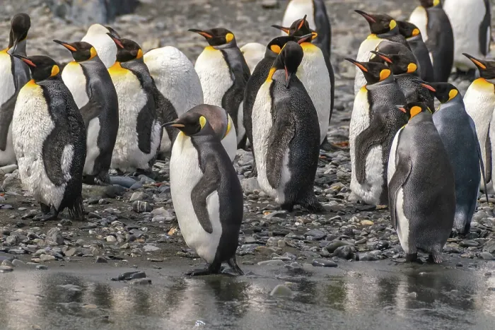 Framed Print : Antarctica, South Georgia. Group of king penguins. ©Cathy & Gordon Illg / Jaynes Gallery / DanitaDelimont.com Framed Print : Antarctica, South Georgia. Group of king penguins. ©Cathy & Gordon Illg / Jaynes Gallery / DanitaDelimont.com
