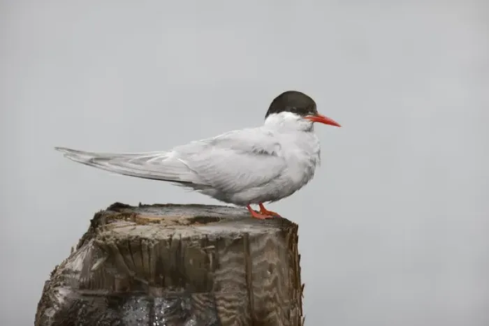 Framed Print : Antarctica, South Georgia, Grytviken. Antarctic Tern stands on post