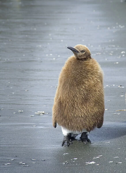 Antarctica, South Georgia Island, Juvenile King Penguin