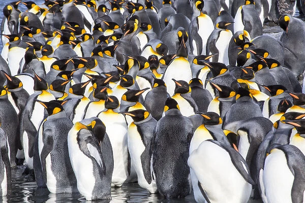 Antarctica, South Georgia Island, Salisbury Plain, King Penguins