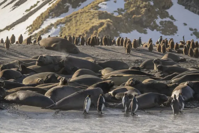 Framed Print : Antarctica, South Georgia Island, Gold Harbor. King penguins and elephant seals Framed Print : Antarctica, South Georgia Island, Gold Harbor. King penguins and elephant seals