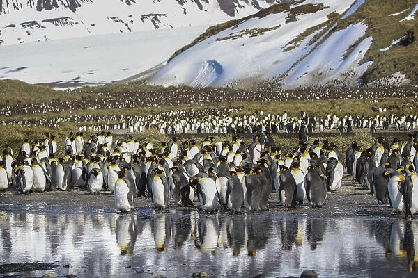 Antarctica, South Georgia Island, Salisbury Plain. King penguins on beach