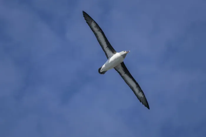 Framed Print : Antarctica, South Georgia Island, Elsehul Bay. Grey-headed albatross soars on air