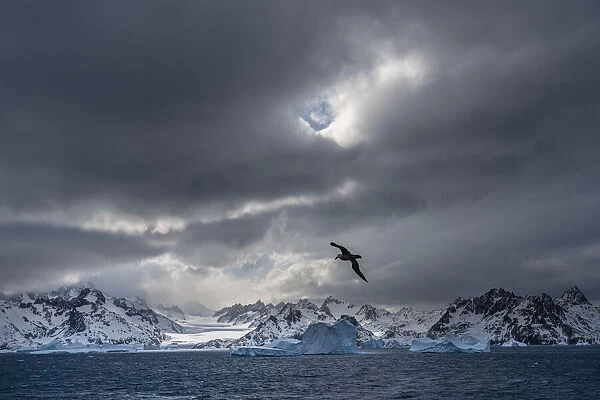 Antarctica, South Georgia Island. Stormy sunset on glacier and flying bird