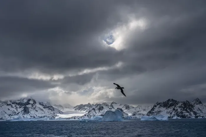Framed Print : Antarctica, South Georgia Island. Stormy sunset on glacier and flying bird Framed Print : Antarctica, South Georgia Island. Stormy sunset on glacier and flying bird