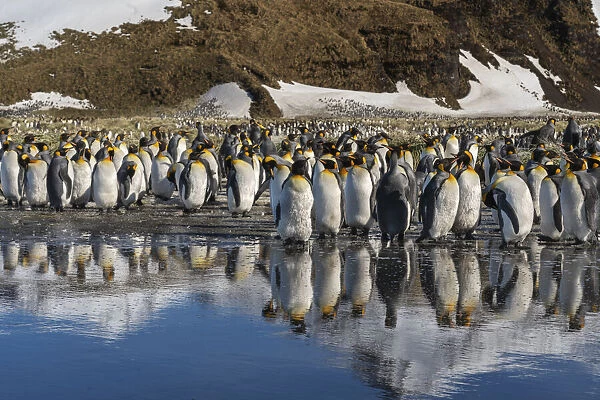 Antarctica, South Georgia Island, Salisbury Plain. King penguins reflect in meltwater