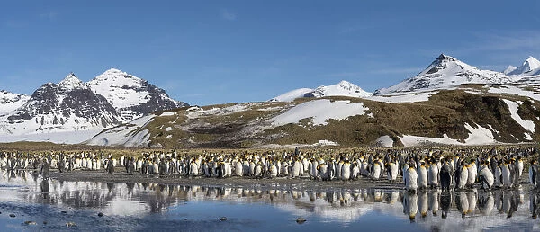 Antarctica, South Georgia Island, Salisbury Plain. Panoramic of king penguins reflecting