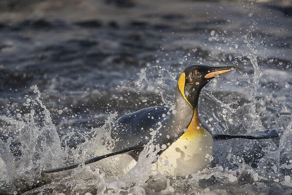Antarctica, South Georgia Island, Salisbury Plain. King penguin emerging from surf