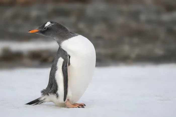 Framed Print : Antarctica, South Georgia Island, Stromness Bay. Gentoo penguin close-up Framed Print : Antarctica, South Georgia Island, Stromness Bay. Gentoo penguin close-up
