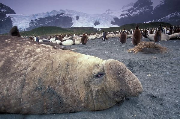 Antarctica, South Georgia Island, Elephant seal (M. leonina) and king penguins (A