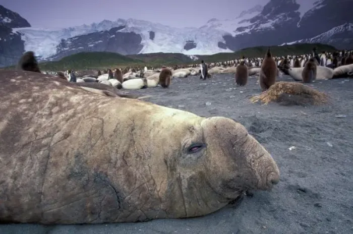 Framed Print : Antarctica, South Georgia Island, Elephant seal (M. leonina) and king penguins (A Framed Print : Antarctica, South Georgia Island, Elephant seal (M. leonina) and king penguins (A