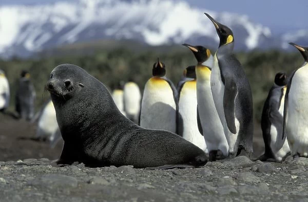 Antarctica, South Georgia Island. Antarctic fur seal (Arctocephalus gazella) and penguins