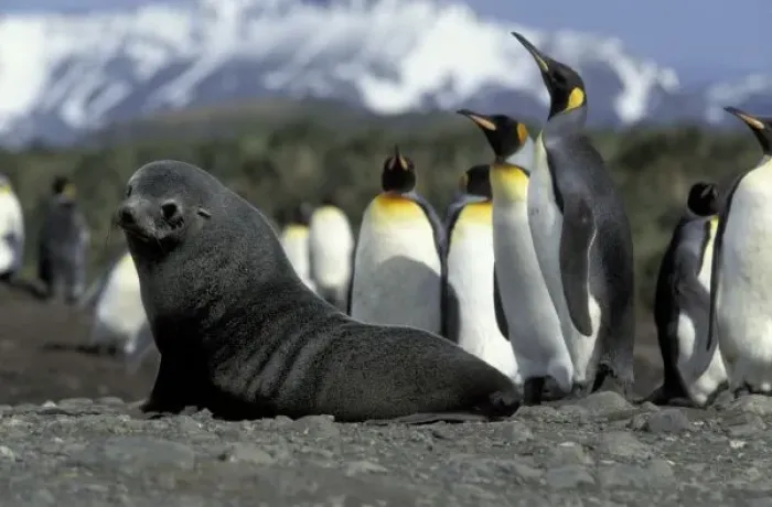 Framed Print : Antarctica, South Georgia Island. Antarctic fur seal (Arctocephalus gazella) and penguins