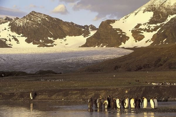 Antarctica, South Georgia Island. King penguins (Aptenodytes patagonicus)